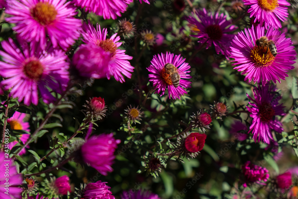 bee collecting pollen on purple chrysanthemum bee collecting pollen on purple chrysanthemum