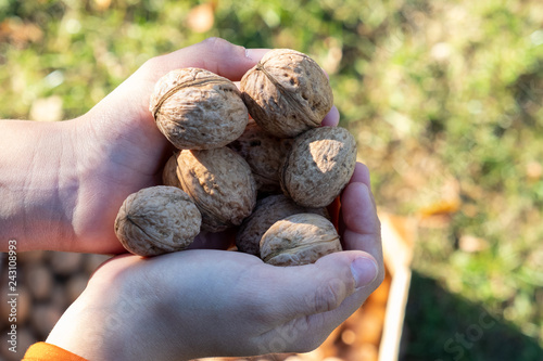 Children's hands hold many walnuts