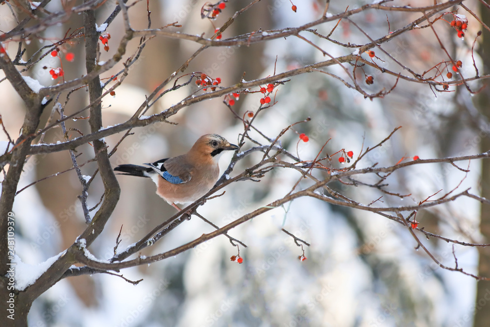 Snow Winter landscape in the park, beautiful bird jay sits in the winter on a branch of mountain ash with red berries Snow Winter landscape in the park, beautiful bird jay sits in the winter on a branch of mountain ash with red berries