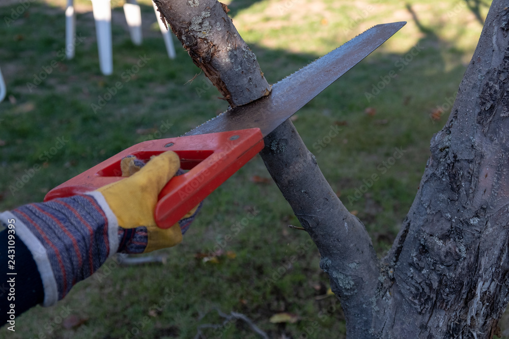 a child saws a branch in the garden with a garden saw a child saws a branch in the garden with a garden saw