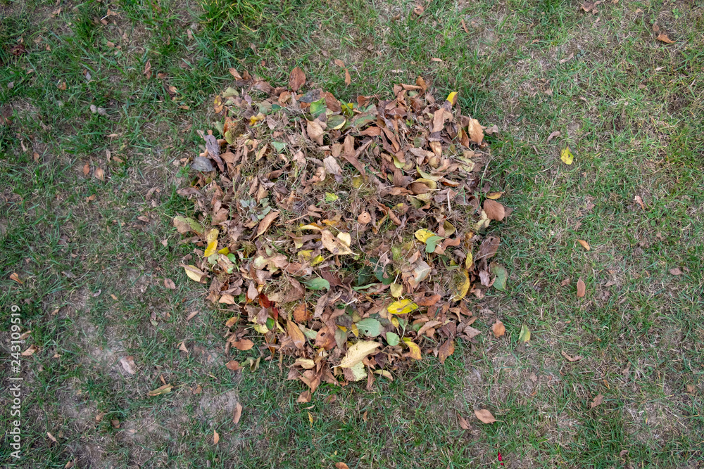 a heap of leaves swept together with a rake on a meadow in the garden. the leaves go into a bucket. a heap of leaves swept together with a rake on a meadow in the garden. the leaves go into a bucket.