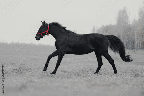 Black and white horse gallop on the field