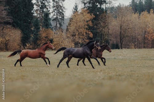 Three horses run in herd