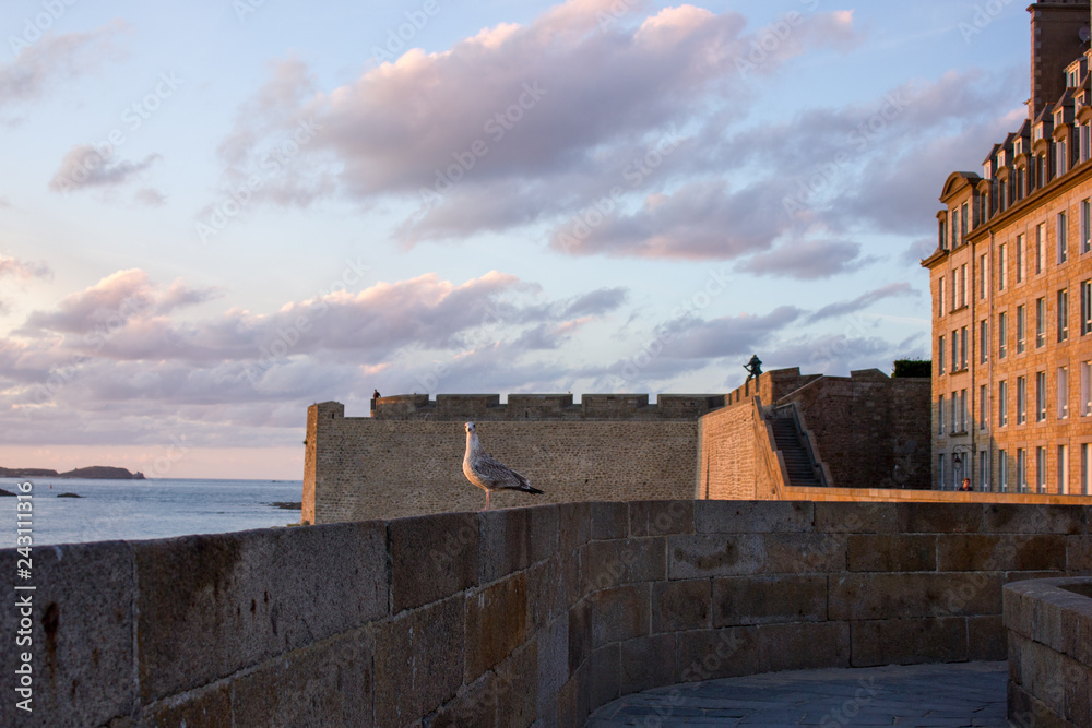 Gull at the wall, Saint-Malo