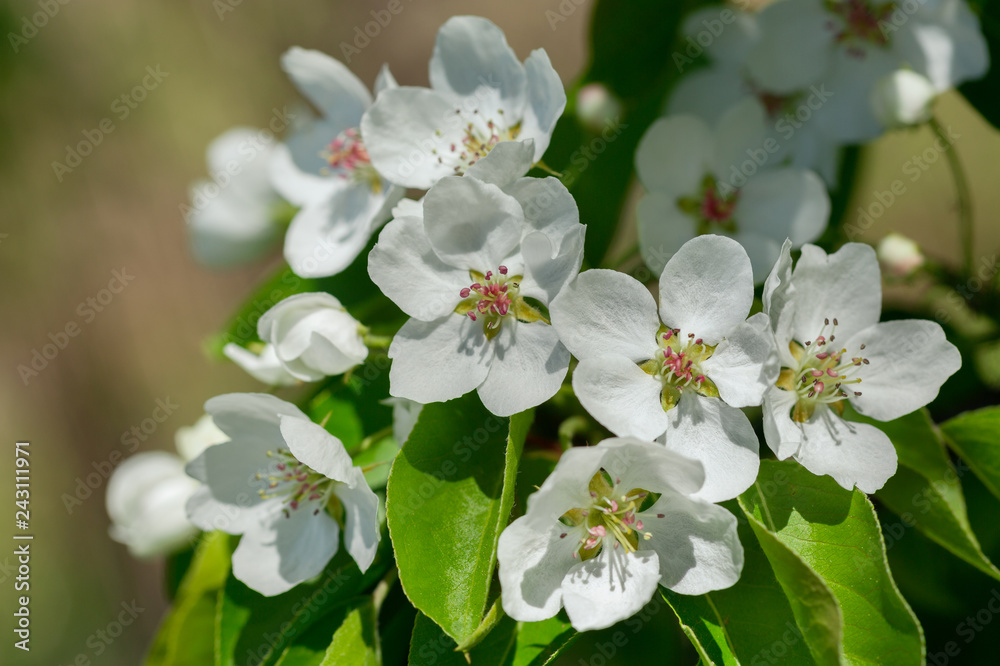 Fototapeta premium Branch of pear blossom. White flowers on a tree