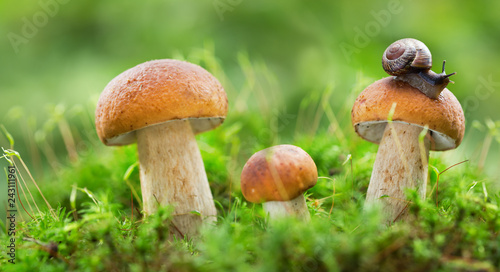 Edible mushrooms in a forest, Boletus edulis