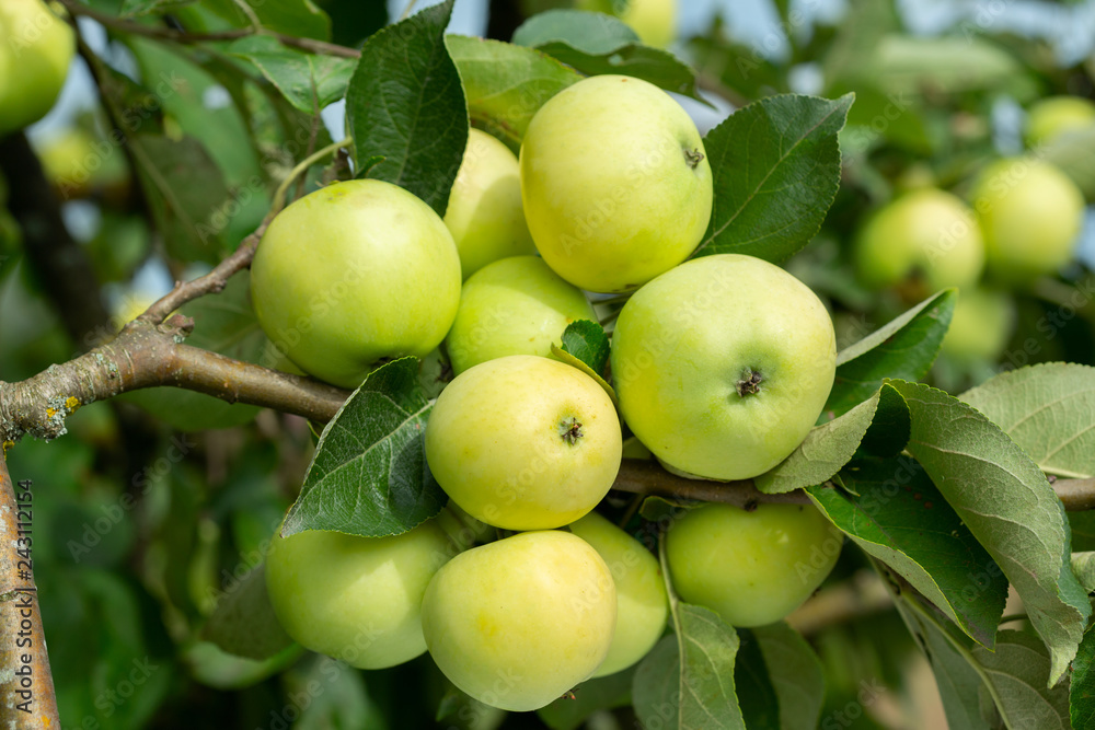 branch of ripe apples on a tree