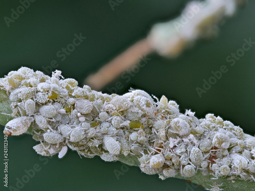 eine große Kolonie mehlige Blattläuse Brevicoryne brassicae photo