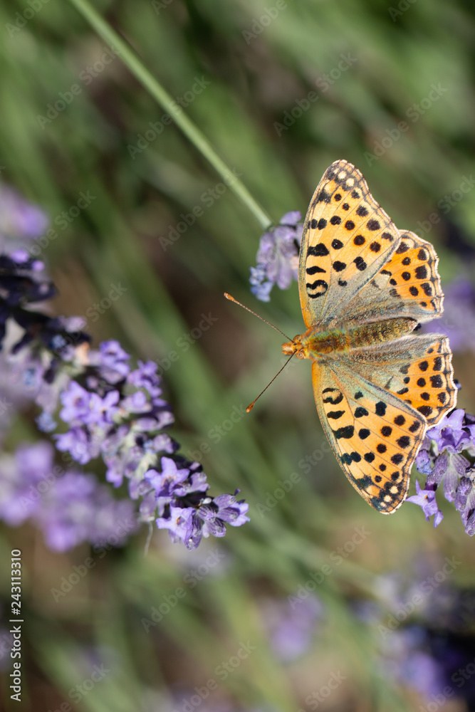 butterfly butterfly