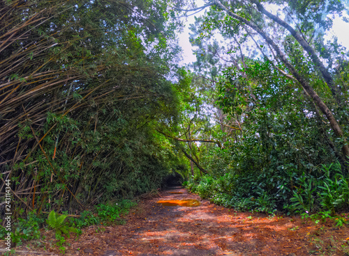 View of bamboo trees covering a trail in a forest located in Bois Cheri, Mauritius photo