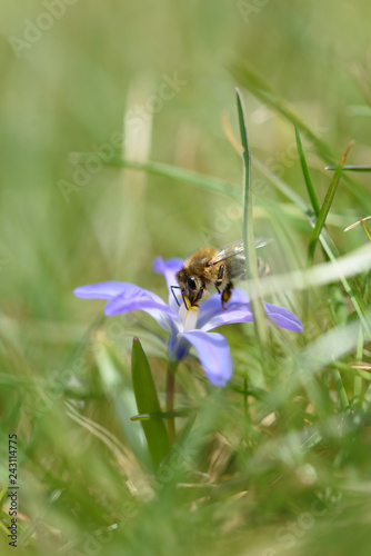 Biene beim Pollensammeln auf einer Blüte © Nicole