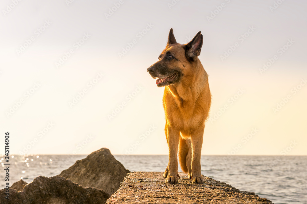 Urlaub mit dem Hund in Italien Urlaub mit dem Hund in Italien