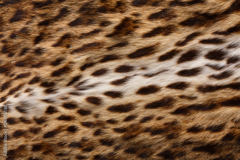 Animal pattern background Animal pattern background