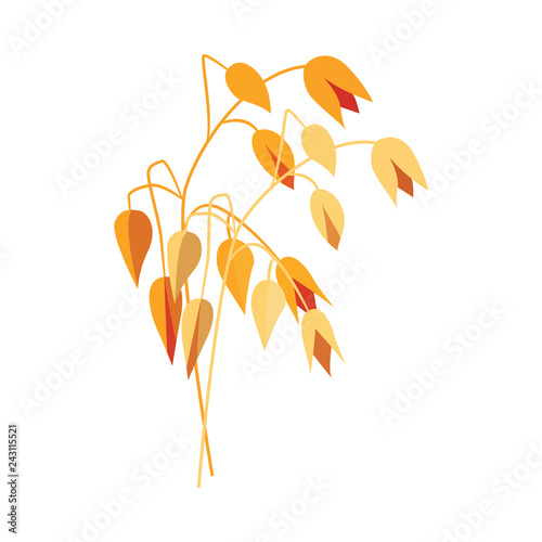 Ripe dry oat ear on stem in flat style - vector illustration of yellow whole cereal spike of oatmeal isolated on white background. Grain plant for healthy and organic eating concept.