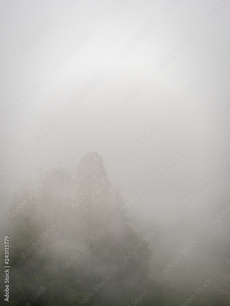 Trees in a very dense fog