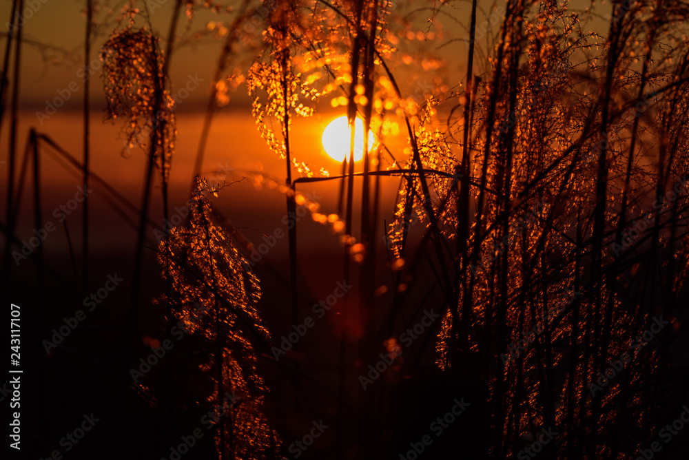 Fototapeta premium 朝焼けとススキ