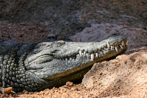 Crocodile sleeping in the sun with teeth sticking out