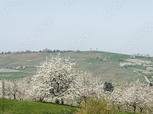 Die Umgebung vom Eggenertal im Markgräflerland. Unterwegs auf dem Obstlehrpfad und Kirschblüte, Hintergrund der Ortsteil Obereggenenen photo