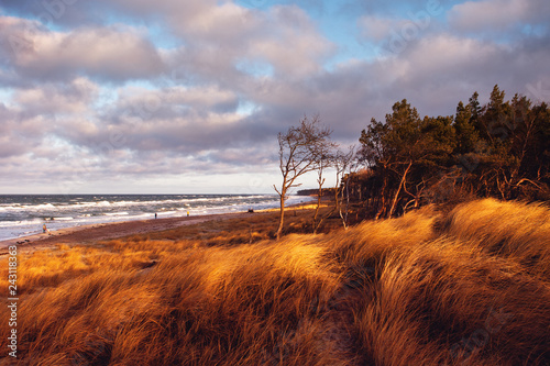 Fototapeta Naklejka Na Ścianę i Meble -  Colorful sunset beach dunes scene with pine tree forest at the coastline and ocean view and grass and moody colorful clouds sky. Weststrand. German Baltic Sea Darßer Ort, Weststrand coastline at Fisch
