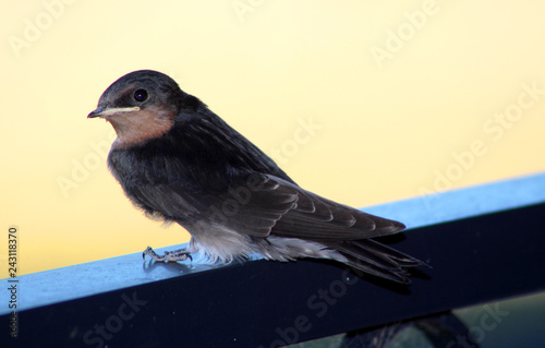 a young swallow