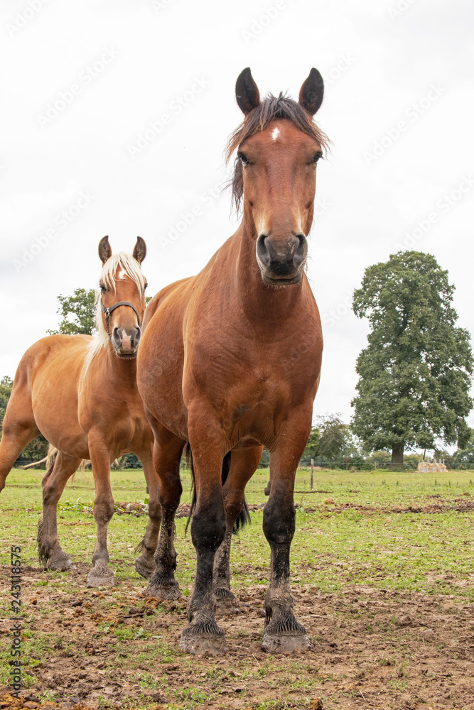 Fototapeta premium Cheval de race comtoiseet cheval de selle en pied