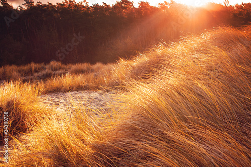 Fototapeta Naklejka Na Ścianę i Meble -  European beachgrass on the coastline dunes at golden sunset light and color tones with beach landscape on a moody warm day. German Baltic Sea Weststrand coastline at Fischland-Darss-Zingst