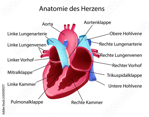 Vector illustration in german language with medical structure of heart