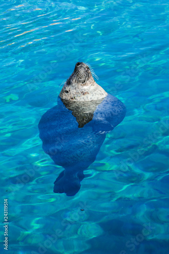Seal full body chilling in the water hovering on the surface