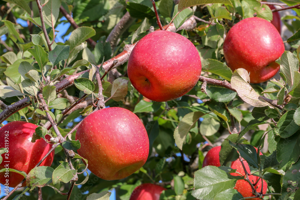 Sweet fruit apple growing on trees in Hirosaki ringo apple park with red apples ready for harvest in Hirosaki ,Aomori,Japan.