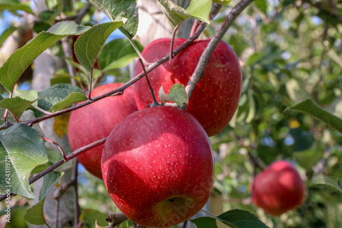 Sweet fruit apple growing on trees in Hirosaki ringo apple park with red apples ready for harvest in Hirosaki ,Aomori,Japan. photo