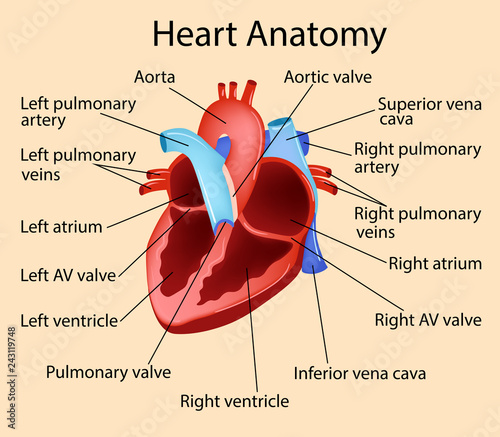 Vector anatomical illustration of Heart, Part of Human Organic.