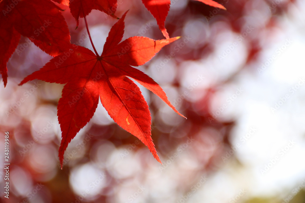 Autumn maple leaves in the fall with blurred bokeh background. Autumn maple leaves in the fall with blurred bokeh background.