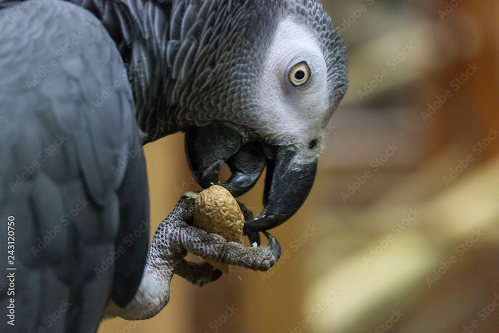 Obraz premium Congo grey parrot eating legume showing his tongue