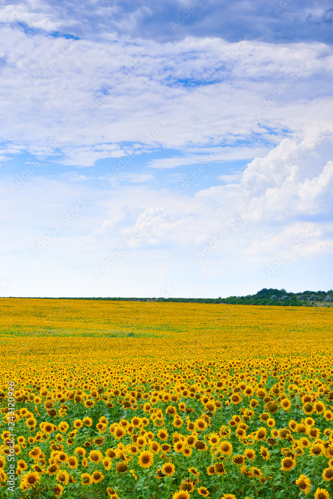 Obraz premium Sunflower field. Beautiful summer landscape.