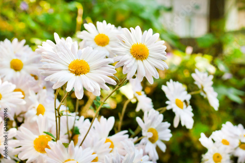 White Chamomile Chrysanthemum flowers closeup