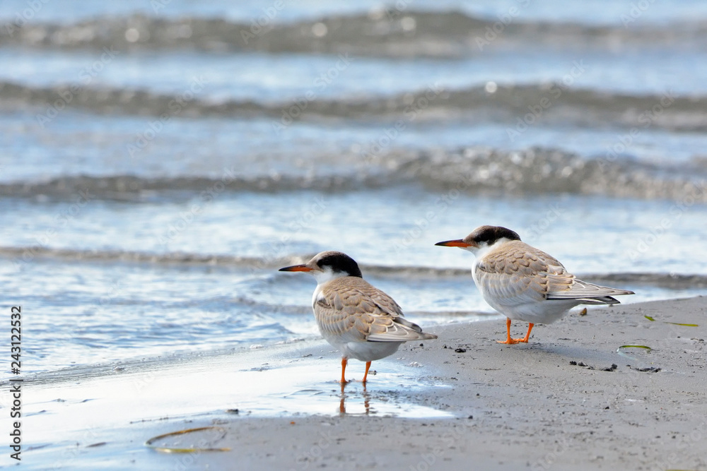 Juveniles Common Tern (Sterna hirundo), Greece Juveniles Common Tern (Sterna hirundo), Greece