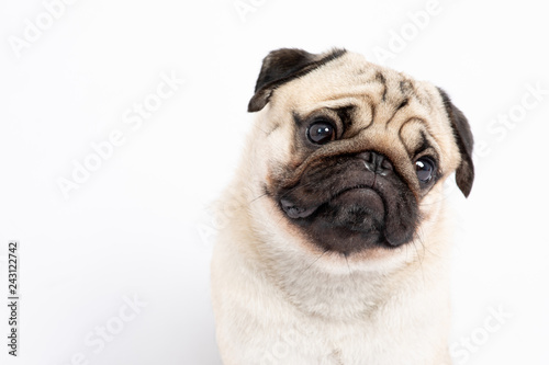 Fototapeta Naklejka Na Ścianę i Meble -  Cute pet dog pug breed smile with happiness feeling so funny and making serious face isolated on white background,Purebred pug dog healthy Concept
