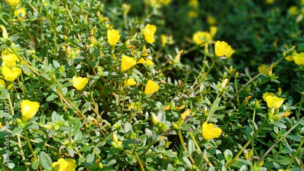 Yellow flower vol.3