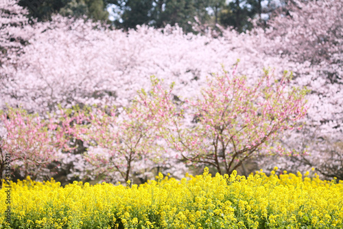 菜の花