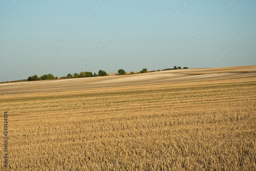 A large stubble field on a hill, trees on the horizon and blue sky A large stubble field on a hill, trees on the horizon and blue sky