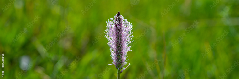 Obraz premium blooming plantain in the meadow. Banner for design.
