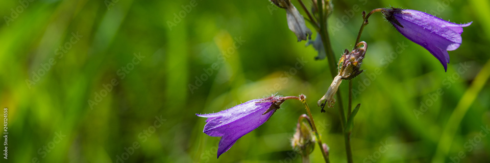 purple wild flowers in the meadow. Banner for design. purple wild flowers in the meadow. Banner for design.
