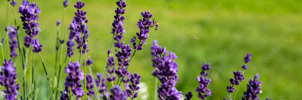 Lavender flowering bush in the countryside on a meadow. Banner for design. Lavender flowering bush in the countryside on a meadow. Banner for design.