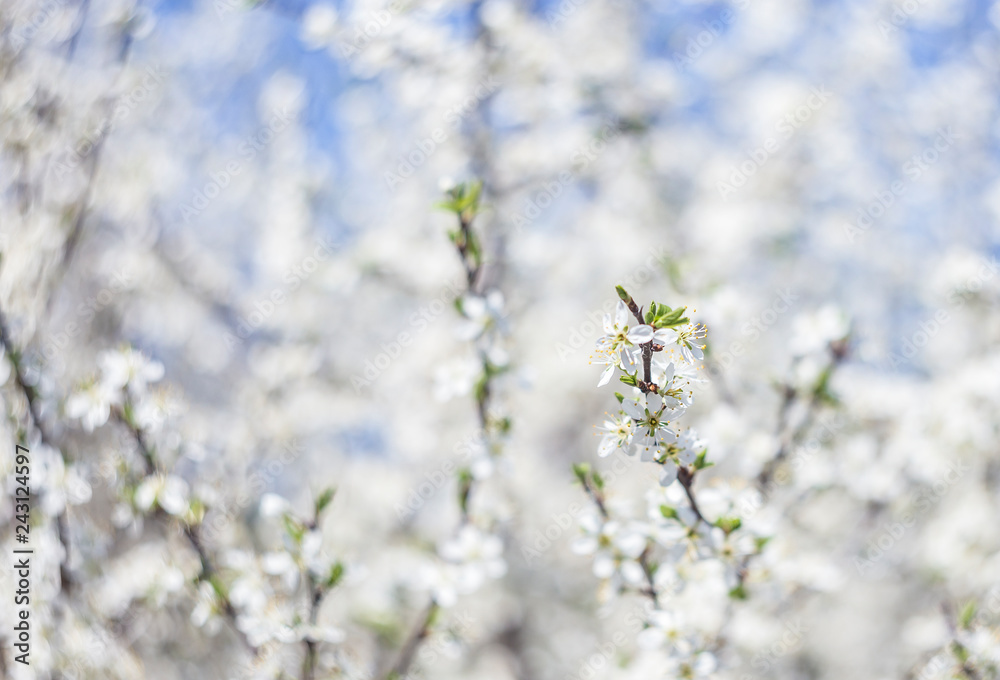 Blooming blackthorn Prúnus spinósa in partial optical blur, spring background, copy space Blooming blackthorn Prúnus spinósa in partial optical blur, spring background, copy space