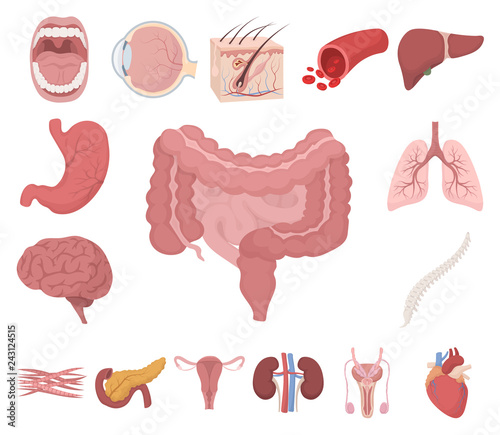 Internal organs of a human cartoon icons in set collection for design. Anatomy and medicine vector symbol stock web illustration.
