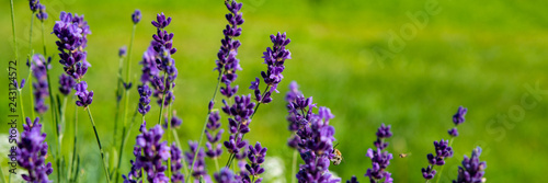 Lavender flowering bush in the countryside on a meadow. Banner for design.
