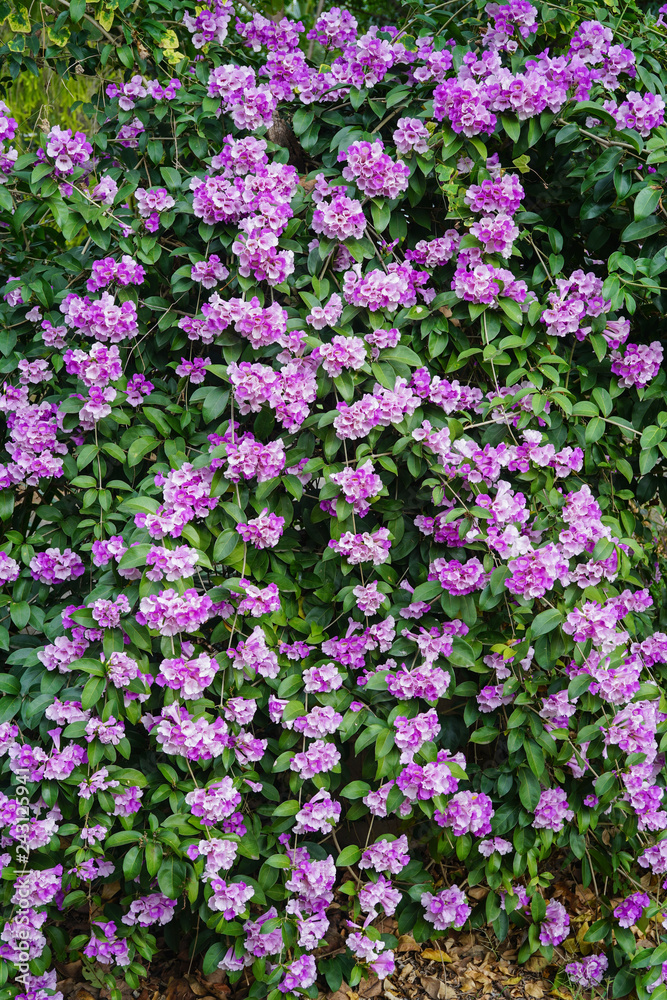 Garlic vine flower 