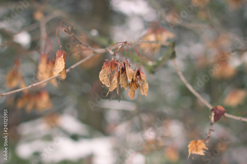 Brown sycamore seeds