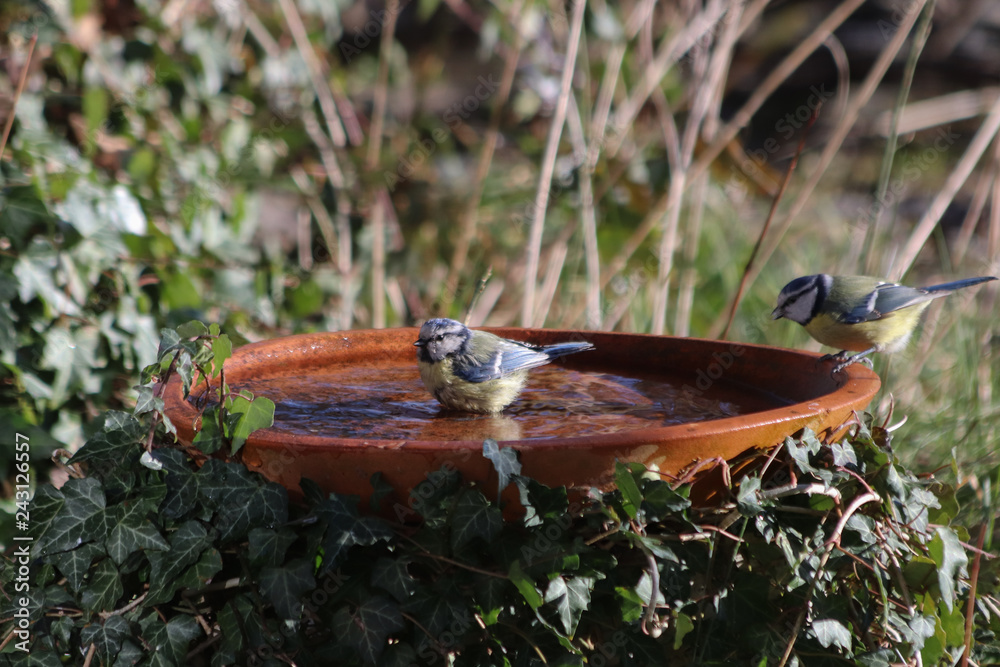 Fototapeta premium Blaumeisen an der Vogeltränke