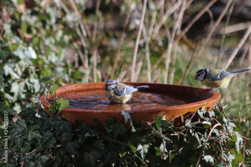 Blaumeisen an der Vogeltränke